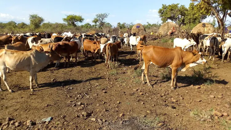 ቢዮ  ኡኁሰ ⶊⶂ 